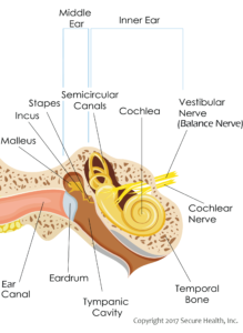 Videonystagmography VNG inner ear vestibular diagram